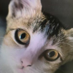 Meet your Posher, Brenton